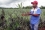 Reducir el uso de fertilizantes también puede ayudar económicamente a los agricultores. Con biocarbón, las plantas de pi?a necesitarían menos fertilizante y menos plaguicidas, y producirían el fruto más rápidamente.