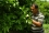 “My farm has greatly benefited from the project, my fruits are safe from these miserable flies that had almost destroyed our livelihood,” said farmer Moufaq Bashtawi. “In this area — working in high temperatures and a dry climate are challenges but for me one big problem is solved — the ‘new technology’ has removed the medfly damage and my orchard is flourishing.”