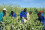 <strong>Do you know how nuclear science helps farmers use less water?</strong>
<br/><br />
Through an IAEA-funded project, farmers in Namibia have been trying out a nuclear-based approach to irrigating their fields, which has helped them substantially improve water use efficiency. The IAEA and FAO worked jointly in Namibia to address droughts that caused substantial harm to the country’s agriculture and economy. Nuclear and related techniques were used to finetune water-saving irrigation technology, such as small-scale drip irrigation for watering fields efficiently and delivering small but precise amounts of water directly to plants. This technology helped to increase the production of crops from once a year to almost year-round. Read more <a href="http://www.gdutglxyzs.org/newscenter/news/combined-water-saving-and-nuclear-techniques-help-improve-farmers-productivity-and-income-in-namibia">here</a>. 
<br/><br />
Farmers in Namibia have improved water use efficiency. (Photo: J. Adu-Gyamfi/IAEA)