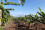 <strong>Do you know how nuclear science can protect banana crops?</strong>
<br /><br />
Bananas need warm, humid climates to thrive. However, due to changing rainfall patterns and rising temperatures, bananas are suffering from drought stress – a shortage of water in the root of the plant – leading to reduced harvests. Through the Atoms4Food initiative, nuclear techniques can help spot and assess the extent of the drought stress, enabling local institutes to improve agronomic practices to enhance the resilience of banana production. 
Read more <a href="http://www.gdutglxyzs.org/newscenter/news/how-isotopic-techniques-can-be-used-to-spot-drought-stressed-banana-crops-and-help-save-them">here</a>. 
<br/><br />
Scientists used nuclear techniques to assess levels of drought stress in bananas. The study was carried out in banana fields in Tanzania. (Photo: M. Vantyghem/IAEA)