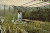 Plant breeding at IAEA laboratory in Seibersdorf. 1969. Please credit IAEA