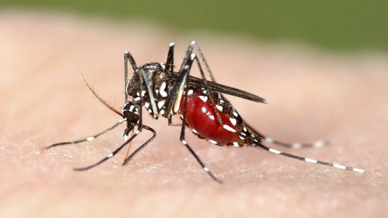 Mosquito