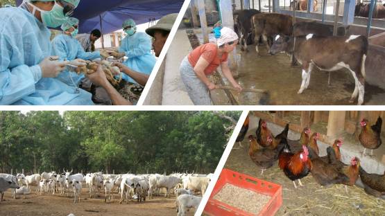 Two-thirds of antibiotics sold globally are used on farm animals. Emergence of antimicrobial resistance in animal production systems and its transmission to humans is a global health issue. (Photo: M. Garcia/IAEA)