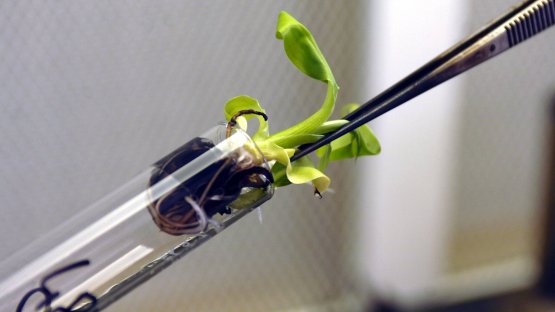 In vitro cultured banana plants to be used for mutation induction at the Plant Breeding and Genetics Laboratory of the?Joint FAO/IAEA Centre of Nuclear Techniques in Food and Agriculture. (Photo: D.Calma/IAEA)