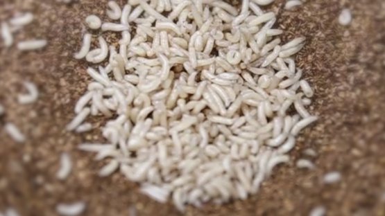 Irradiated Fruit Flies: Protecting Thailand's Fruit Exports