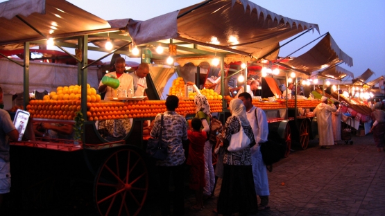 Morocco fruit fly 