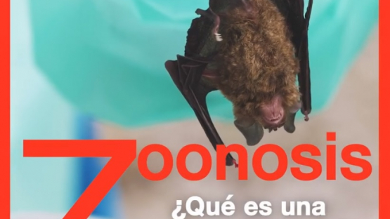 Video sobre las zoonosis
