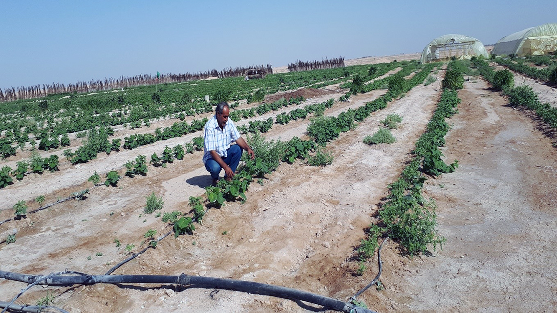 tomato-irrigated-with-saline-groundwater-iraq-1140x640.jpg